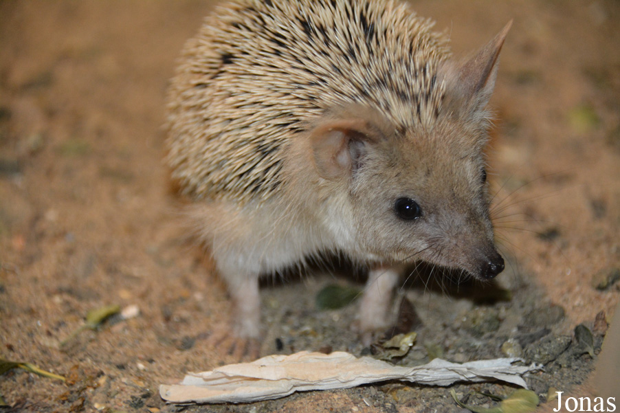 Hemiechinus auritus