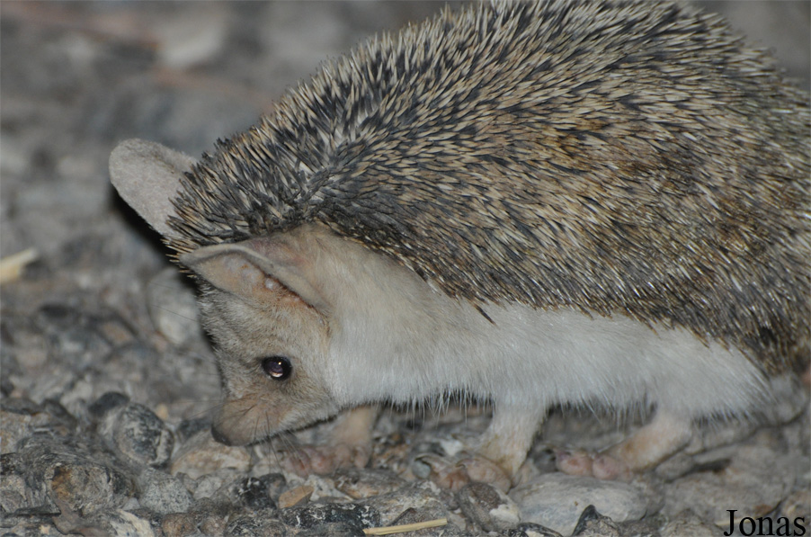 Hemiechinus auritus