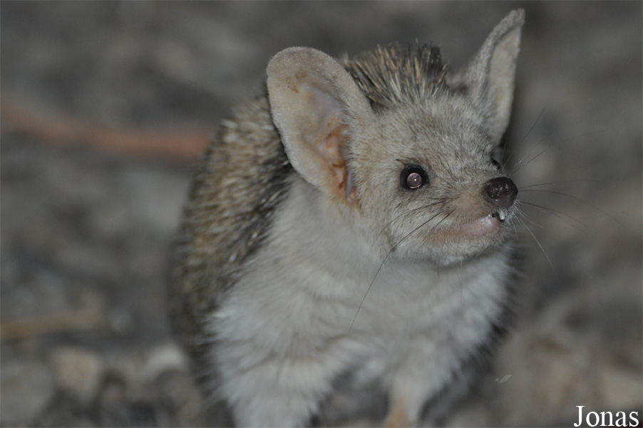Hemiechinus auritus