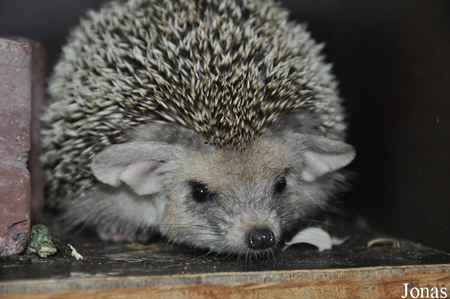 Hemiechinus auritus