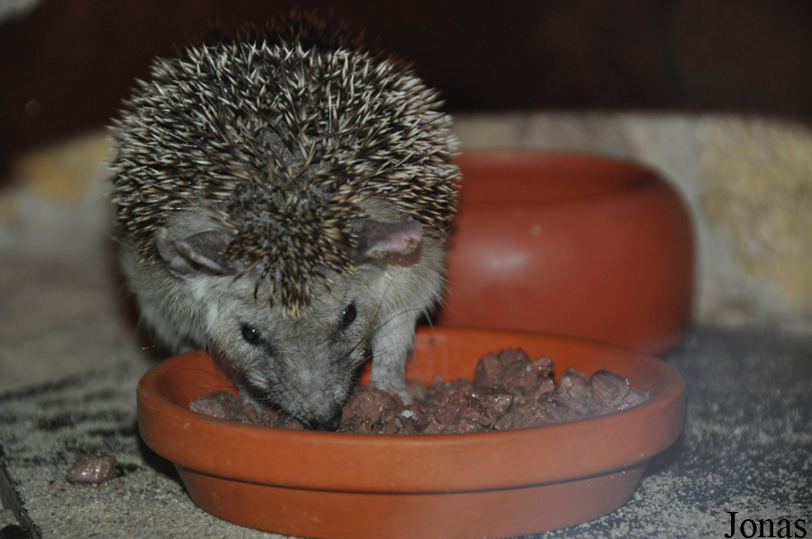 Hemiechinus auritus aegypticus