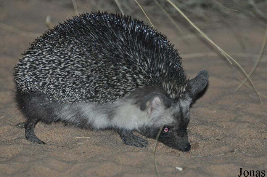 Paraechinus aethiopicus