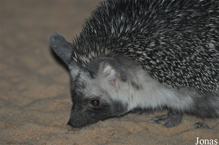 Paraechinus aethiopicus