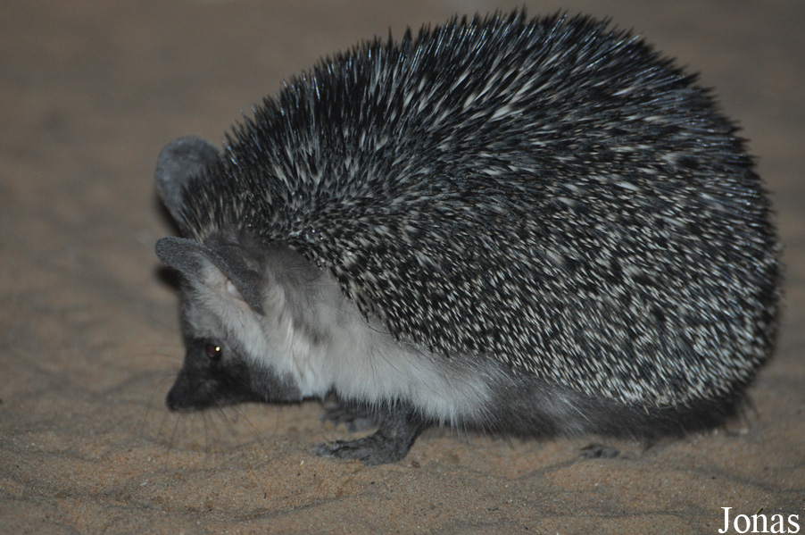 Paraechinus aethiopicus