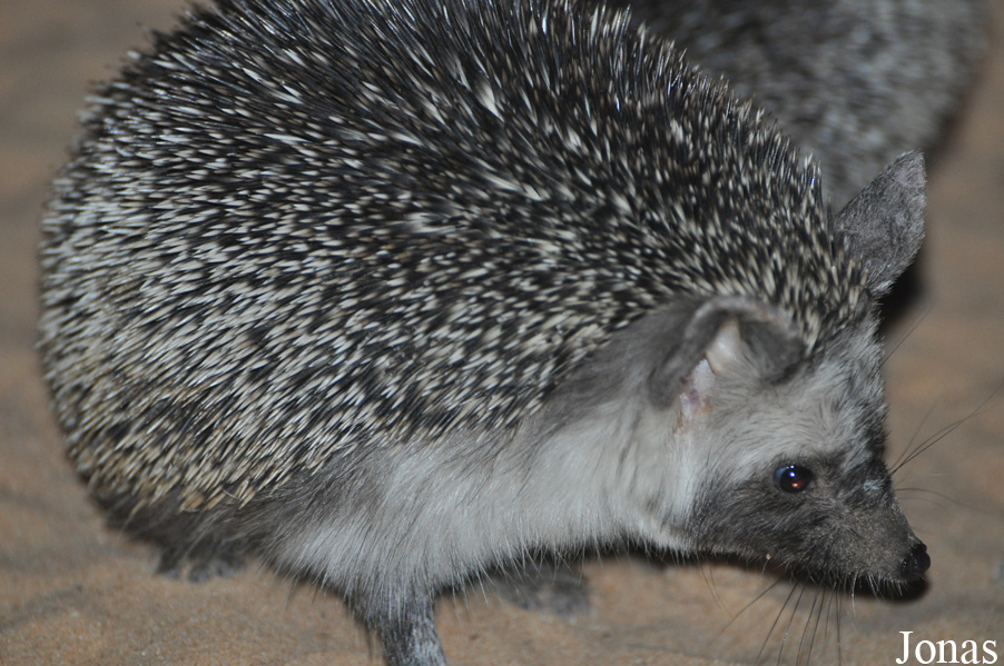 Paraechinus aethiopicus