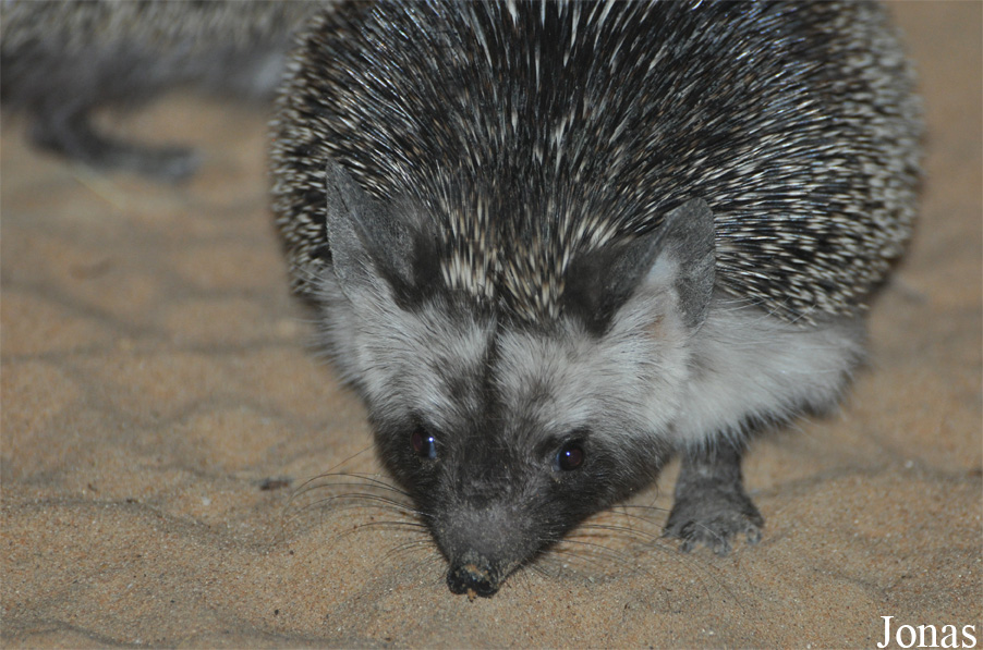 Paraechinus aethiopicus