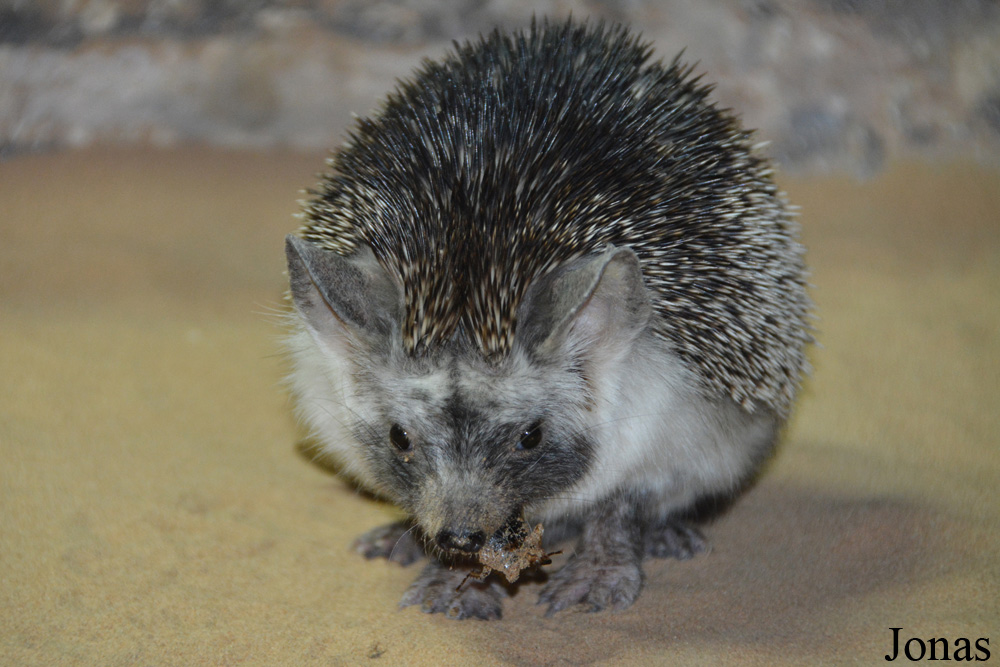 Paraechinus aethiopicus