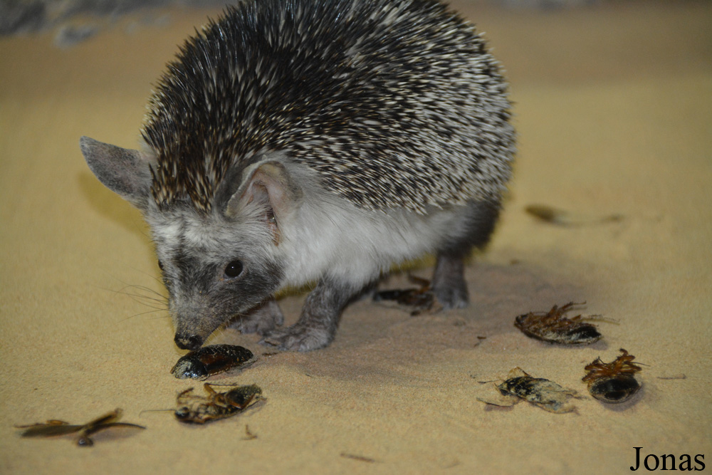 Paraechinus aethiopicus