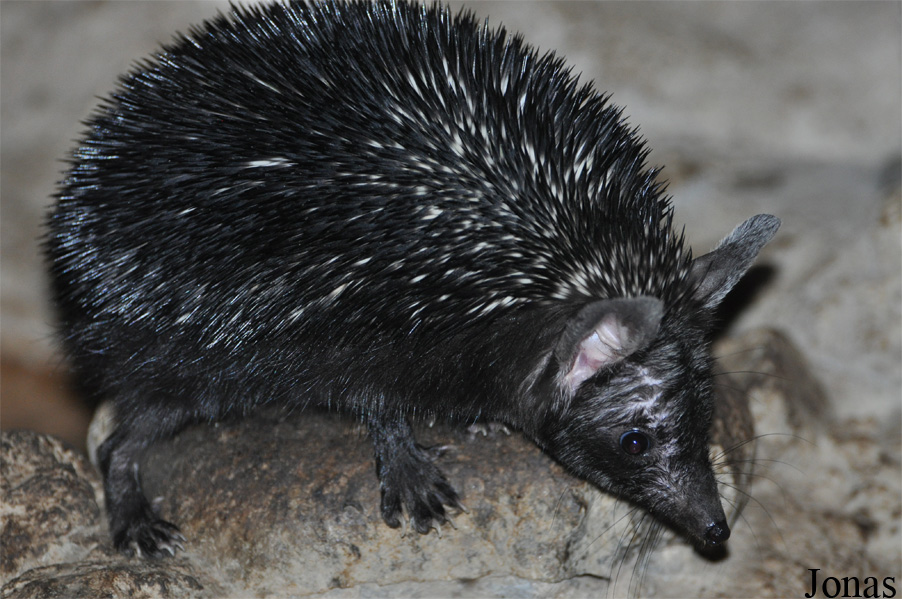 Paraechinus hypomelas