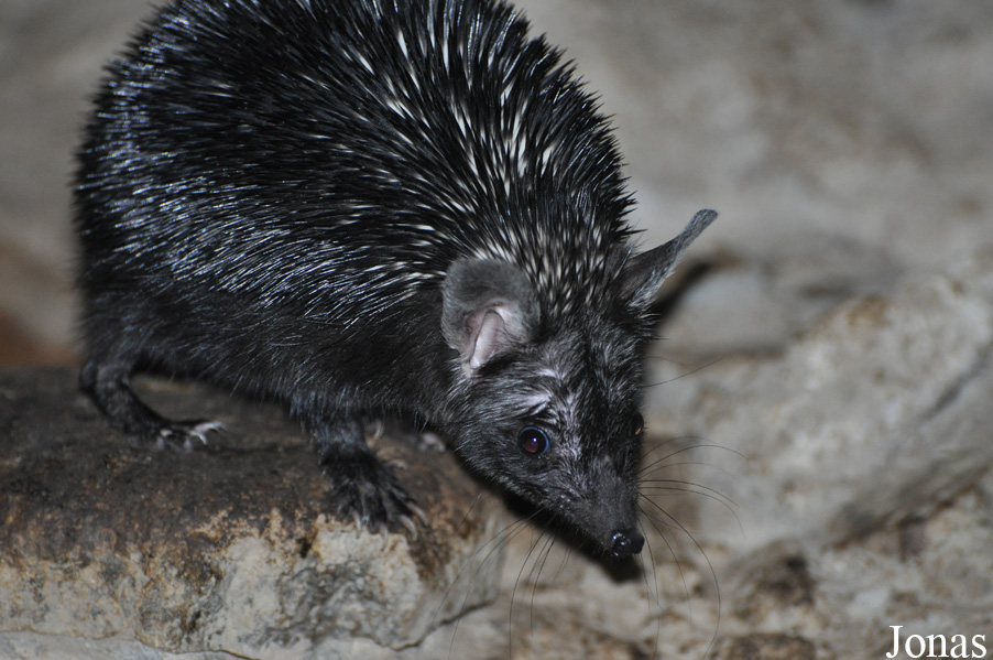 Paraechinus hypomelas