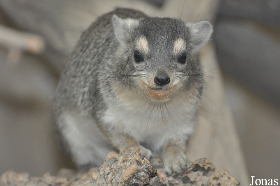Heterohyrax brucei