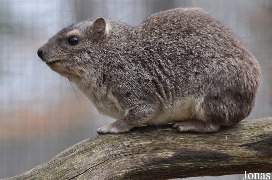 Heterohyrax brucei