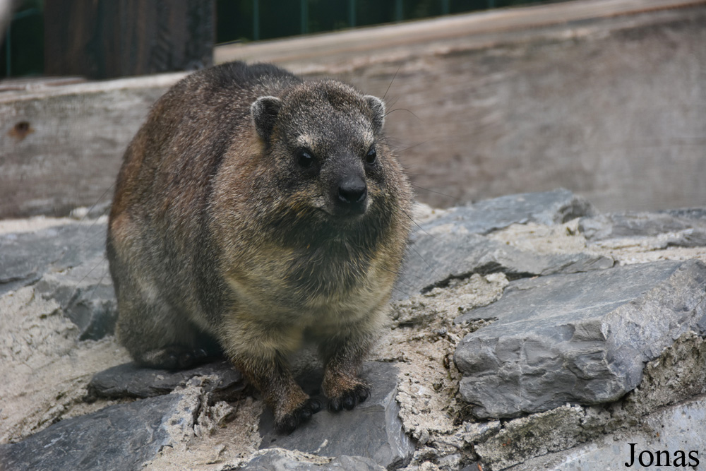 Procavia capensis