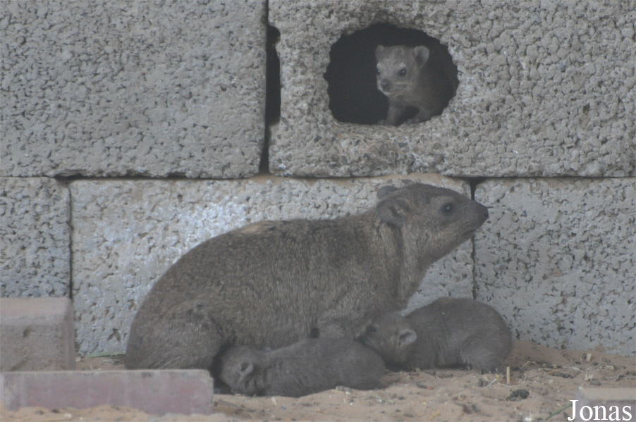 Procavia capensis jayakari