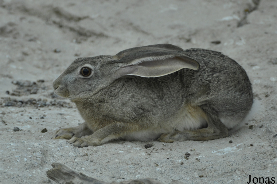 Lepus capensis