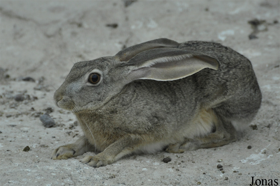 Lepus capensis
