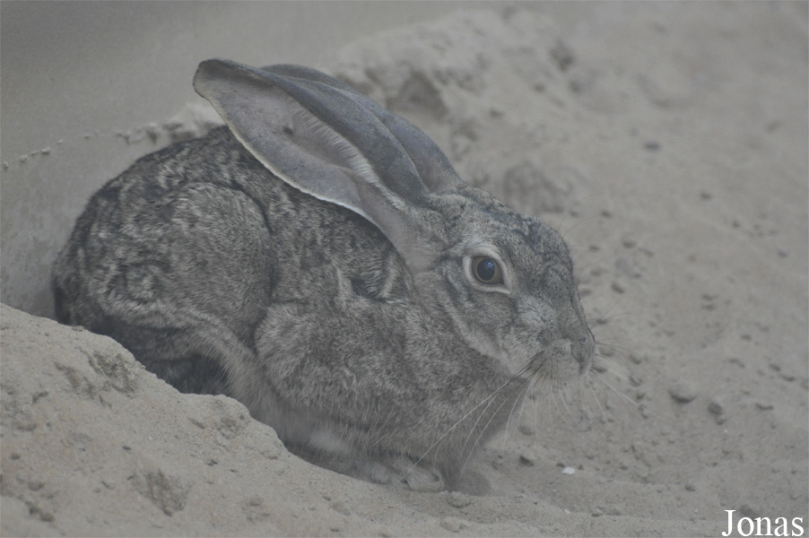 Lepus capensis