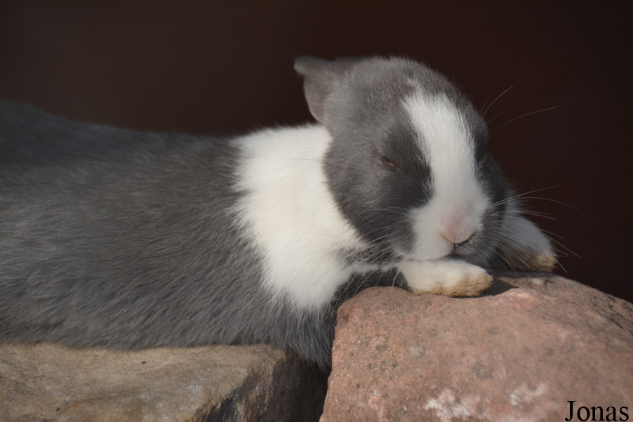 Lapin domestique