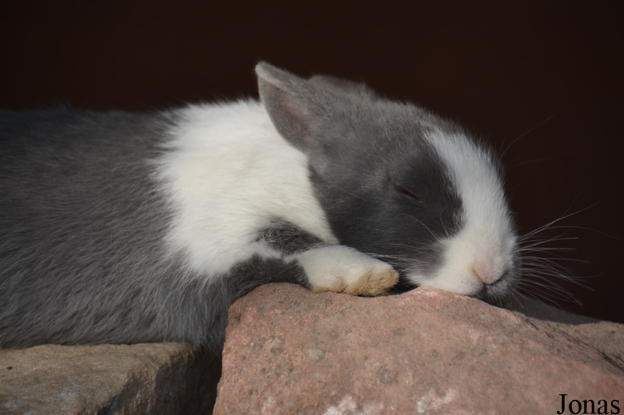 Lapin domestique
