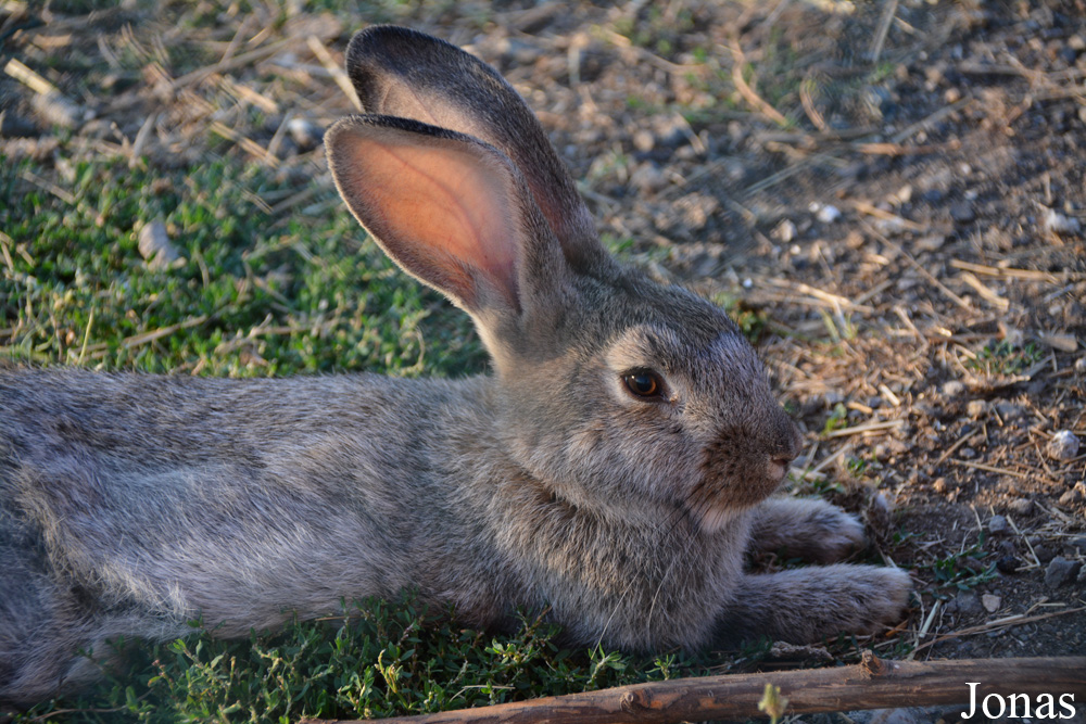 Lapin domestique
