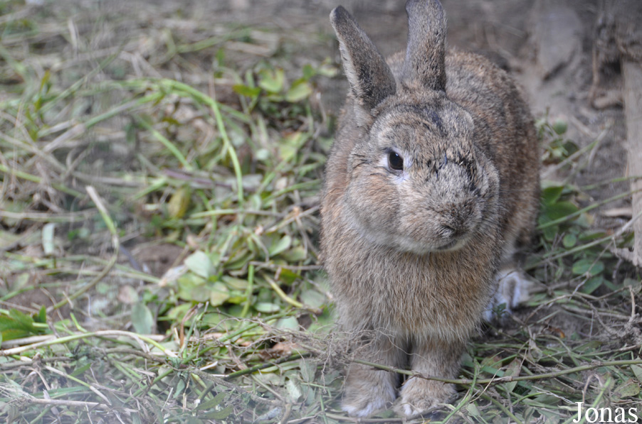Lapin domestique