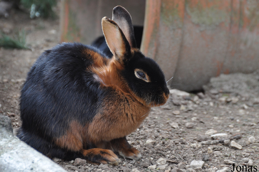Lapin Noir et Feu