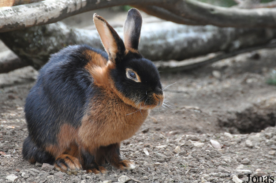 Lapin Noir et Feu