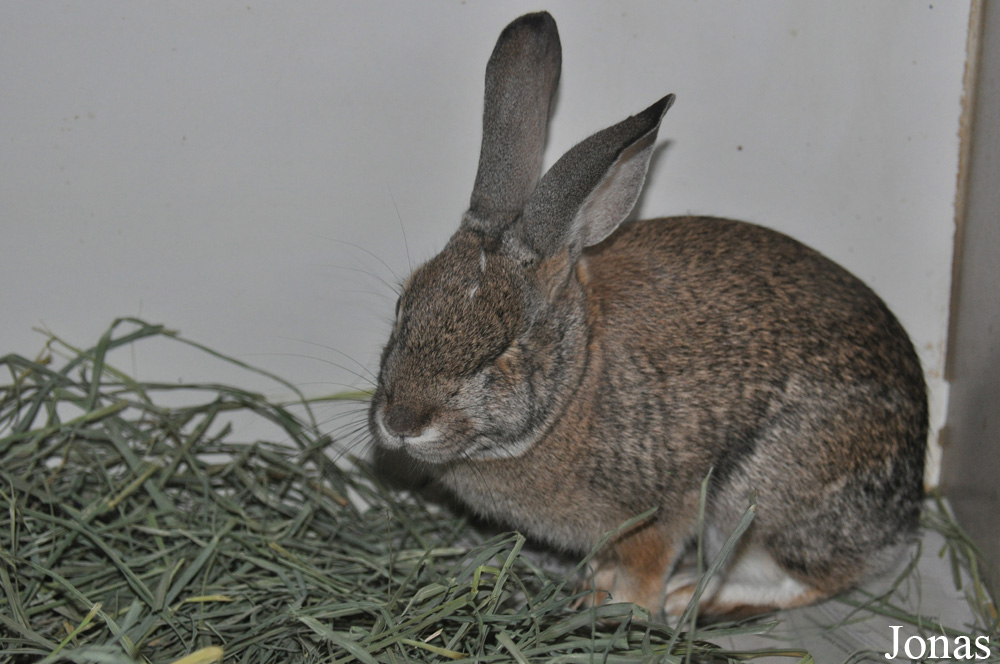 Sylvilagus audubonii