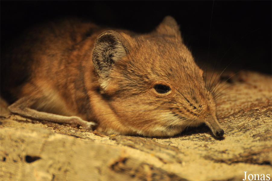 Macroscelides proboscideus