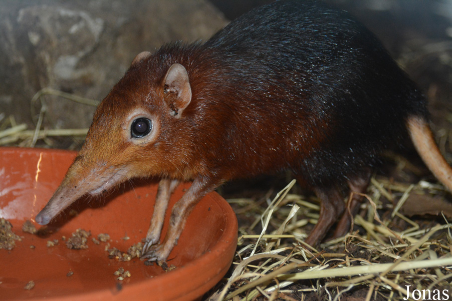 Rhynchocyon petersi