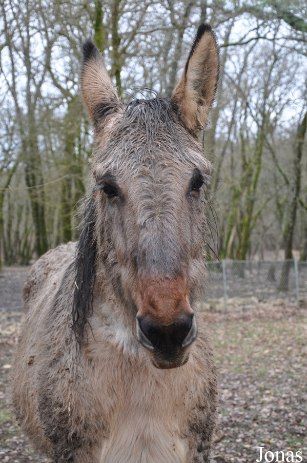 Equus asinus x caballus