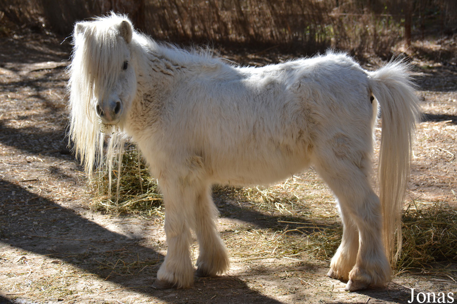 Cheval domestique