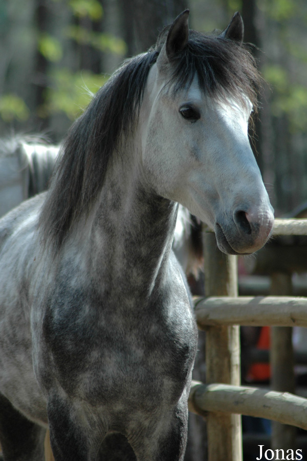 Cheval domestique