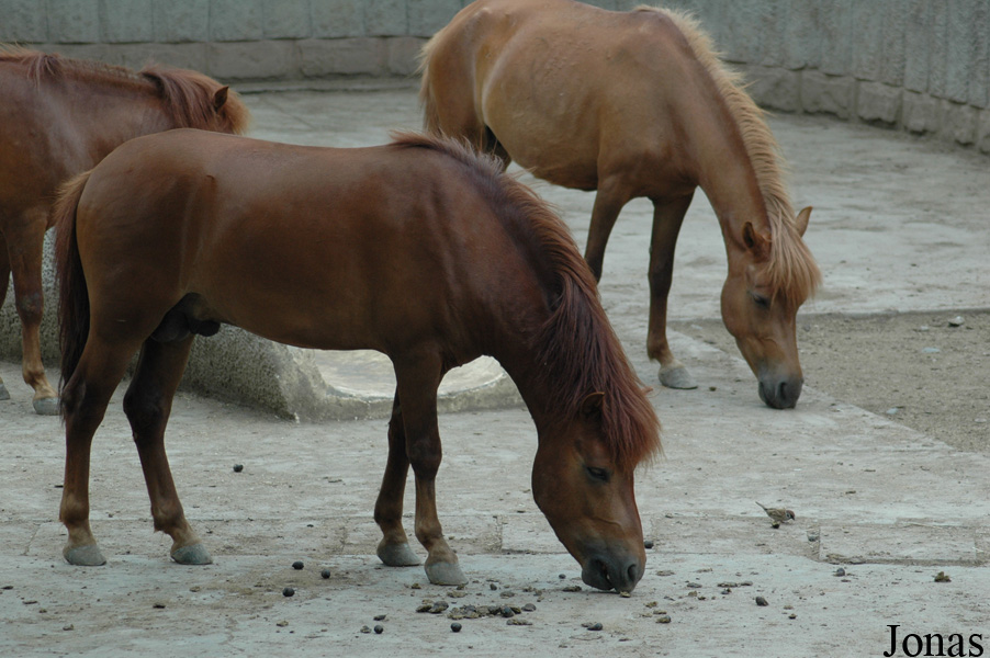 Poney Chinois