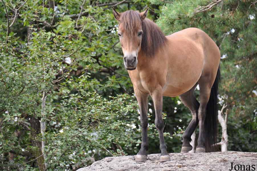 Poney Gotland
