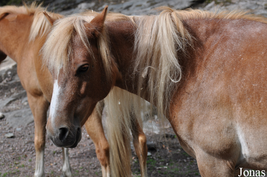 Poney Gotland