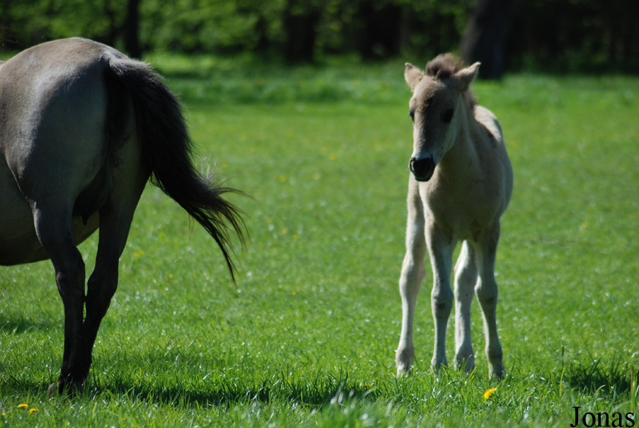 Poney Konik