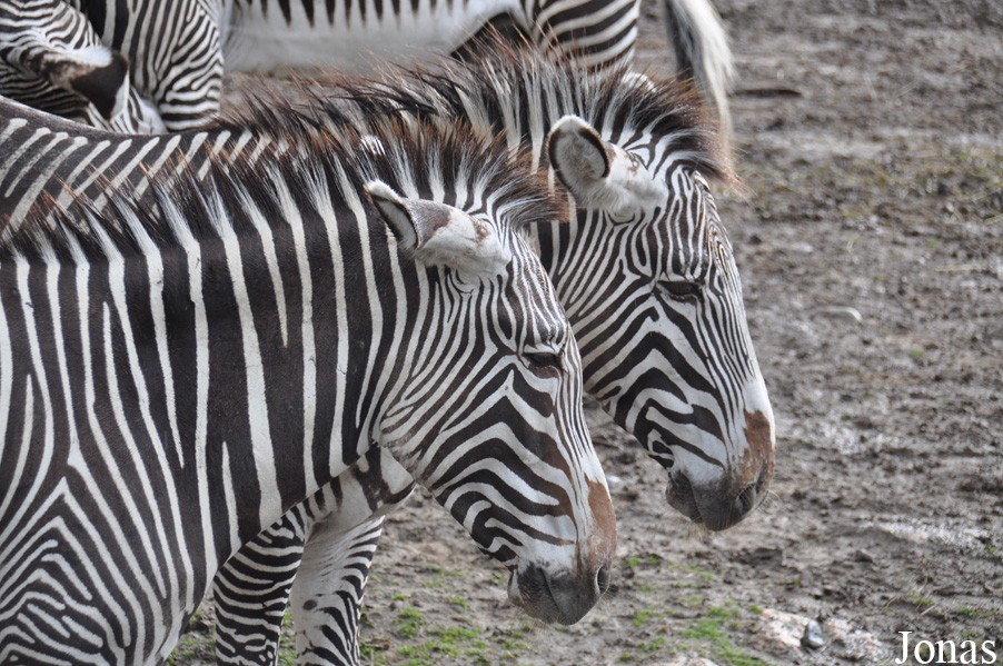 Equus grevyi