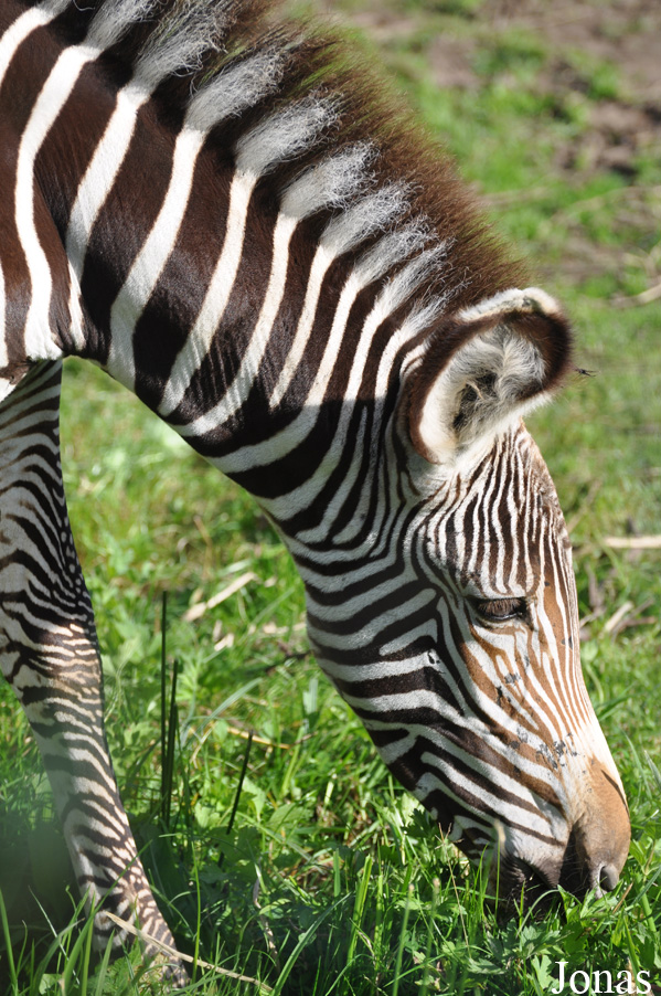 Equus grevyi