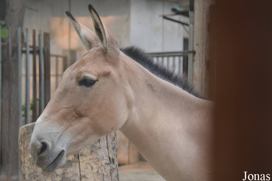Equus hemionus hemionus