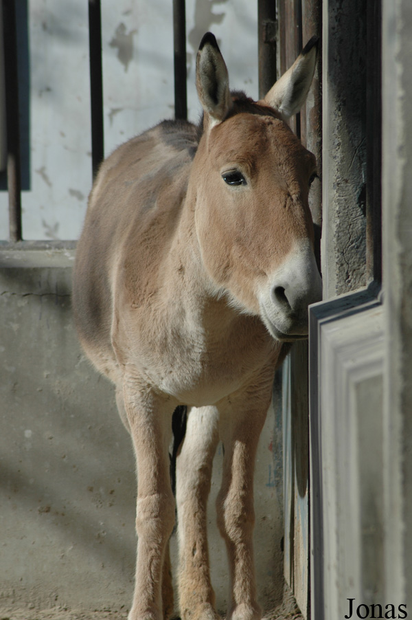 Equus hemionus hemionus