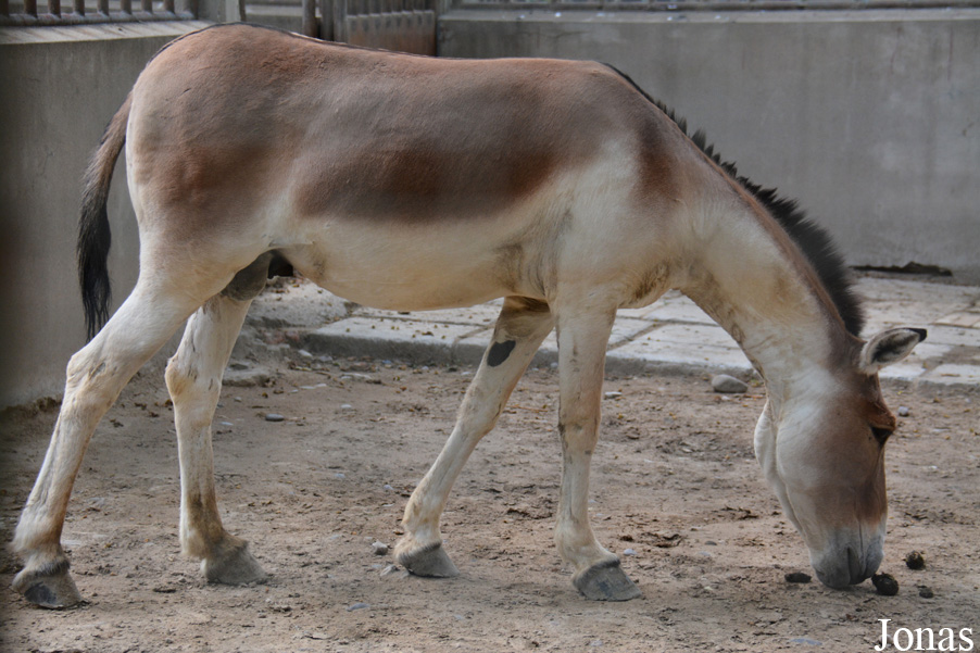 Equus kiang