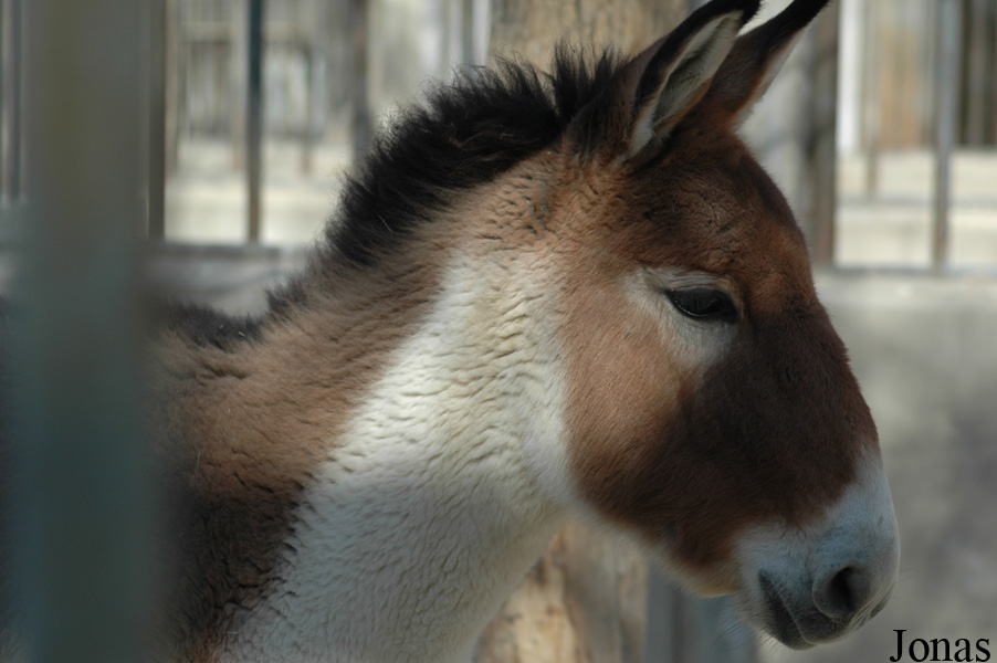 Equus kiang