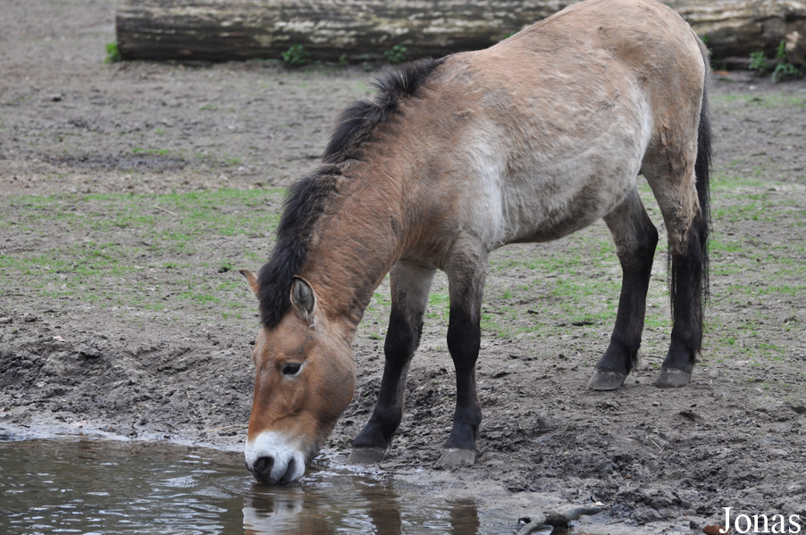 Equus przewalskii