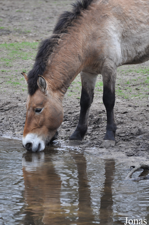 Equus przewalskii