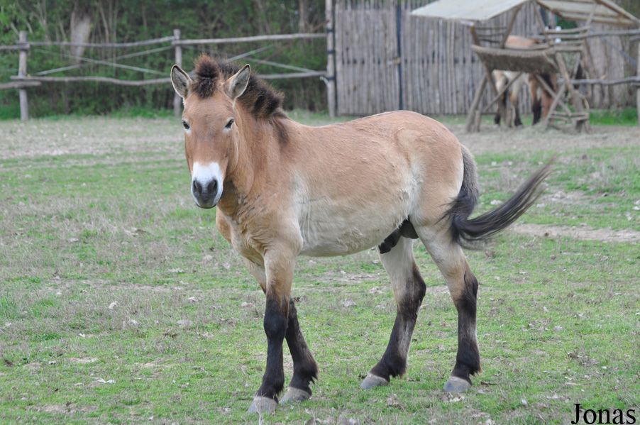 Equus przewalskii