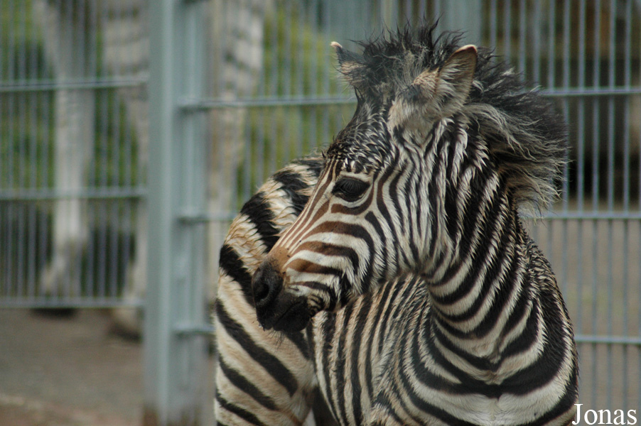 Equus quagga