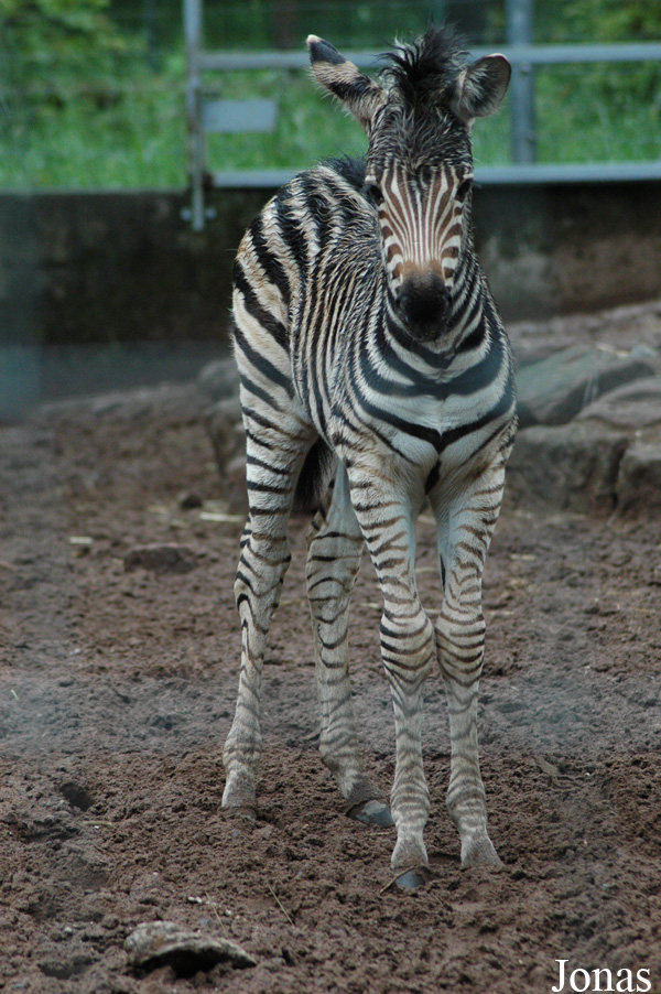 Equus quagga