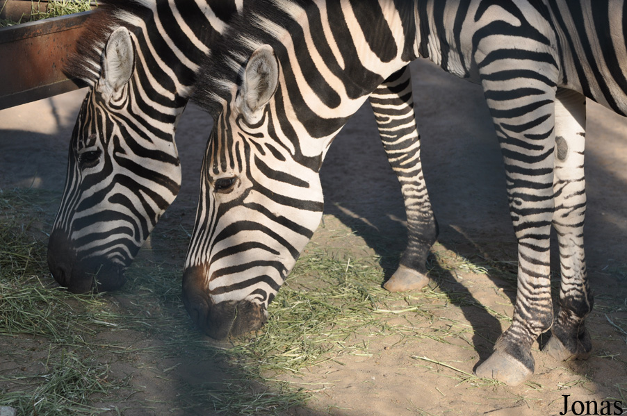 Equus quagga boehmi
