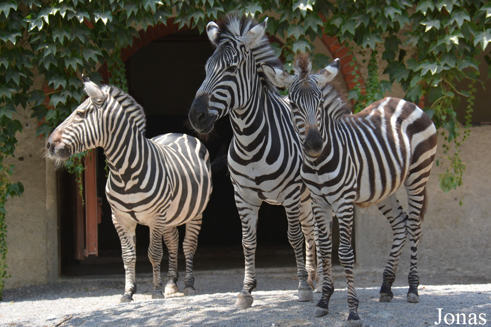Equus quagga boehmi